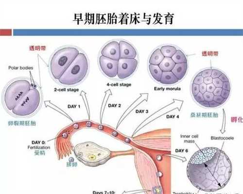 广州代孕中介公司#先天性输卵管过长怎么办