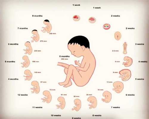 广州代怀孕妈协议,备孕饮食要小心！这几类“避