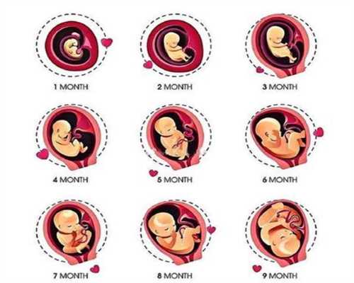 八个月宝宝发育指标
