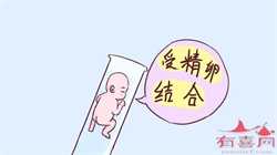 广州正规代怀孕公司，3个关键期能促进胎儿发育
